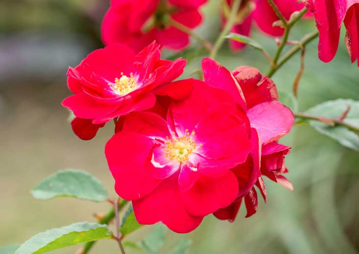 Savon Naturel Passion - MAGIC BATH® - Image 3
